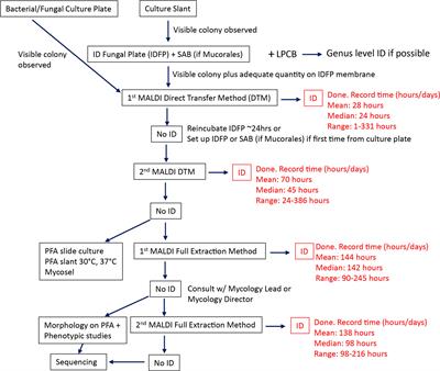 Performance of a Matrix-Assisted Laser Desorption/Ionization Time-of-Flight Mass Spectrometry Testing Algorithm for the Rapid Identification of Clinical Filamentous Molds